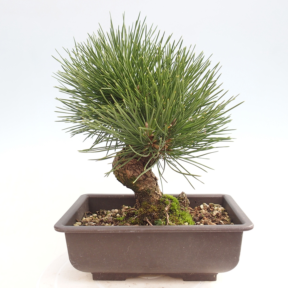 Bonsai da esterno - Pinus thunbergii - Pino di Thunberg