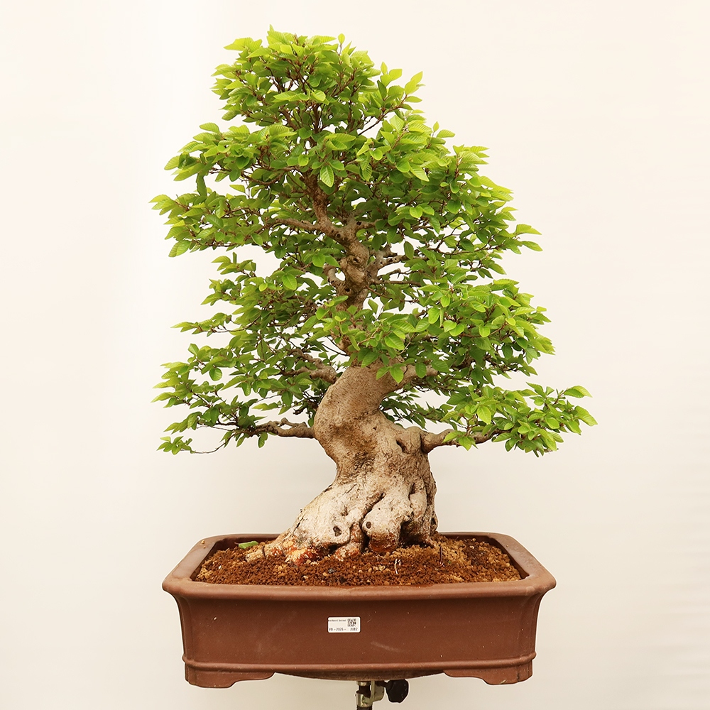 Bonsai da esterno -Carpinus Coreana - Carpino coreano