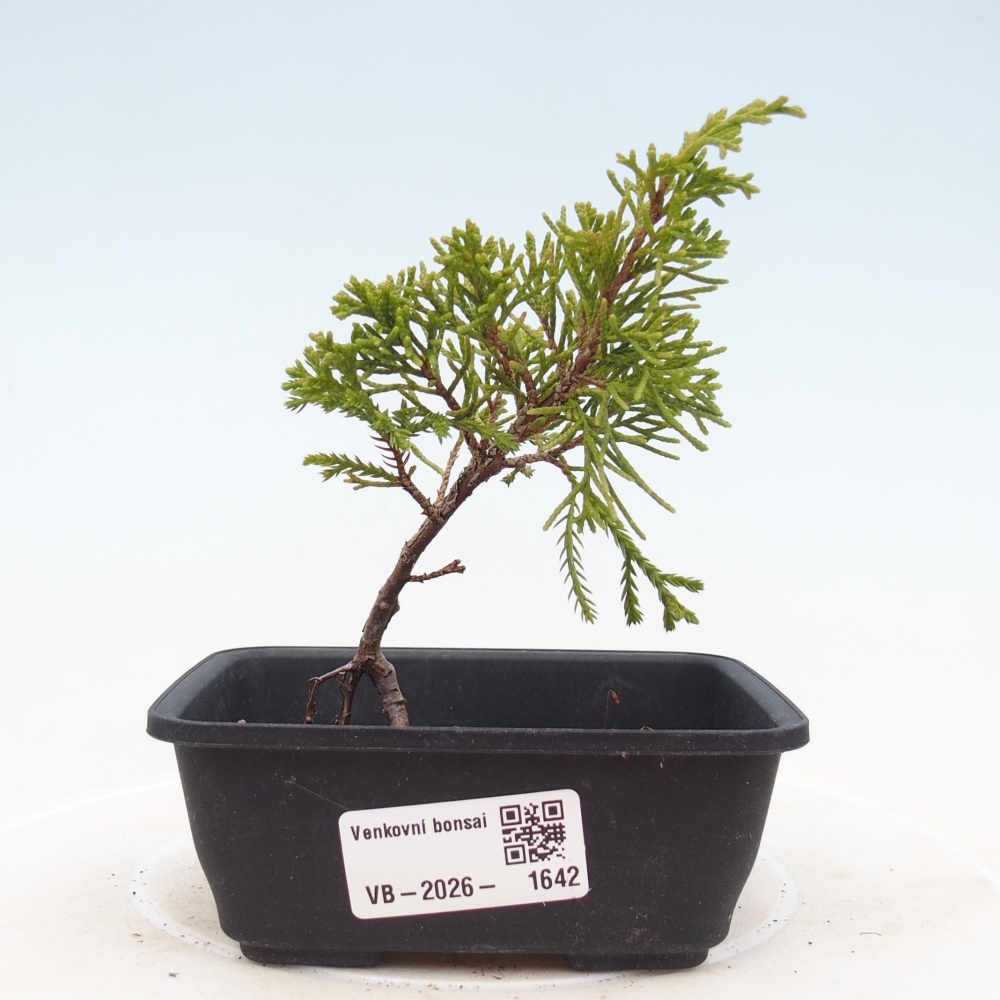 Bonsai da esterno - Juniperus chinensis Itoigawa