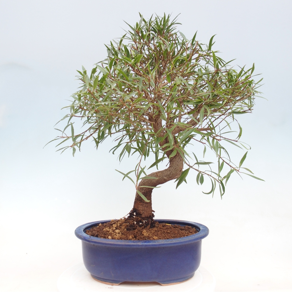 Camera bonsai - Ficus nerifolia - ficus a foglie piccole