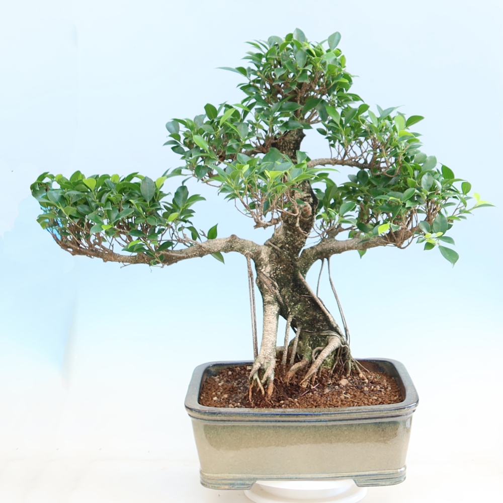 Camera bonsai - Ficus kimmen - ficus a foglie piccole