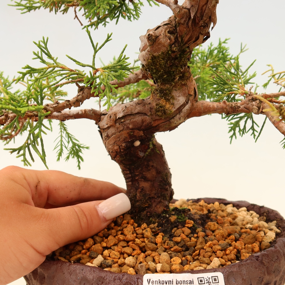 Bonsai da esterno - Juniperus chinensis Itoigawa