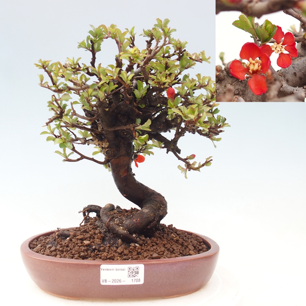 Bonsai da esterno - Chaneomeles speciosa - Cotogno