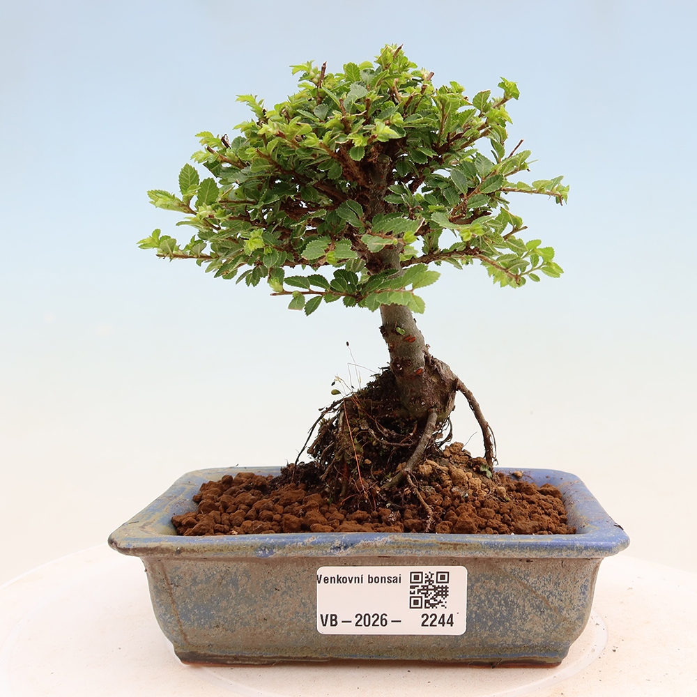 Bonsai da esterno - Ulmus parvifolia Sagei - Olmo a foglie piccole