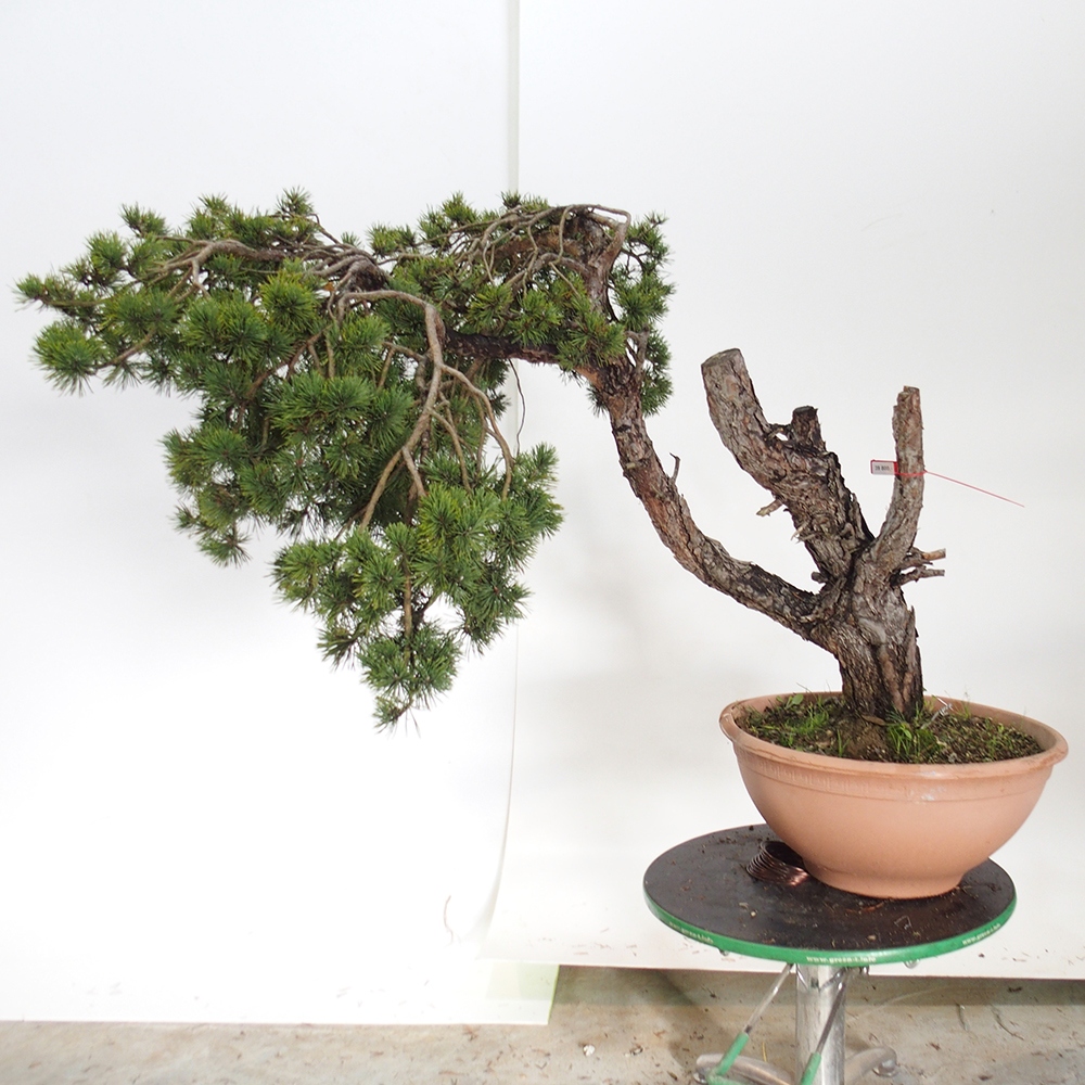 Yamadori - Pinus sylvestris Spagna