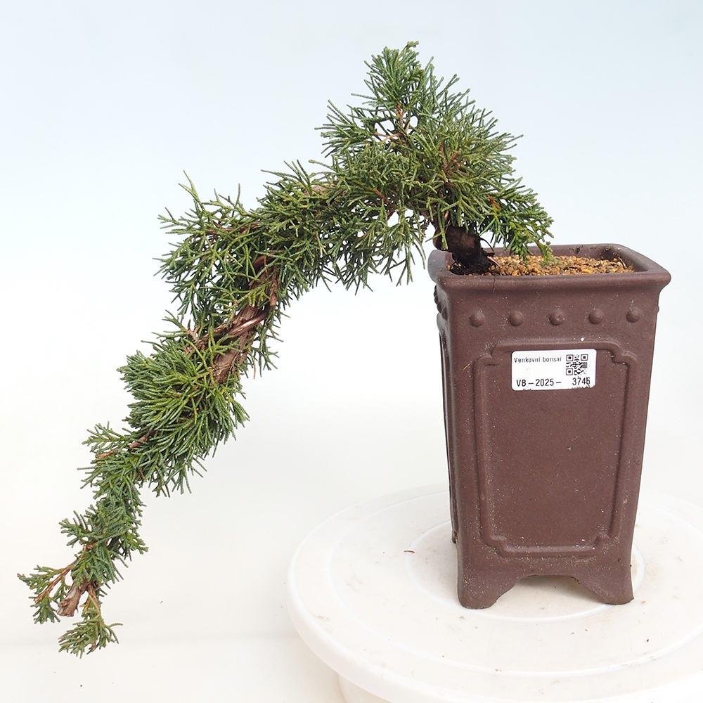 Bonsai da esterno - Juniperus chinensis Kishu