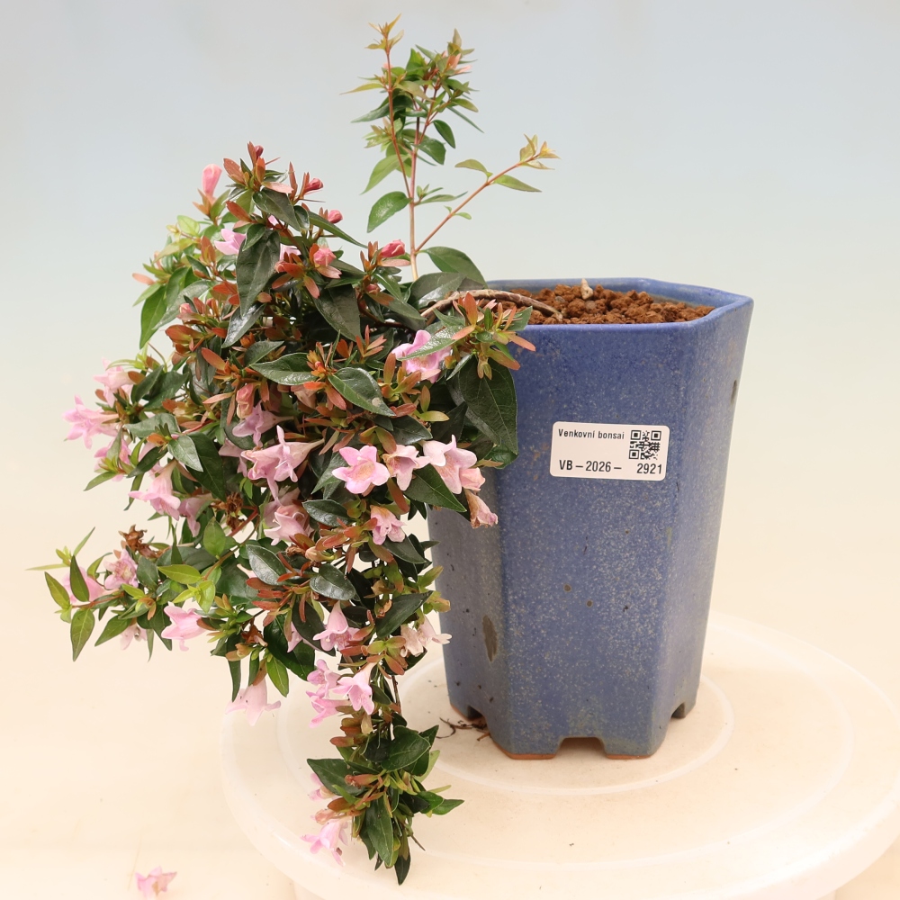 Bonsai da esterno - Abelia Edward Goucher - Abelia a fiore grande