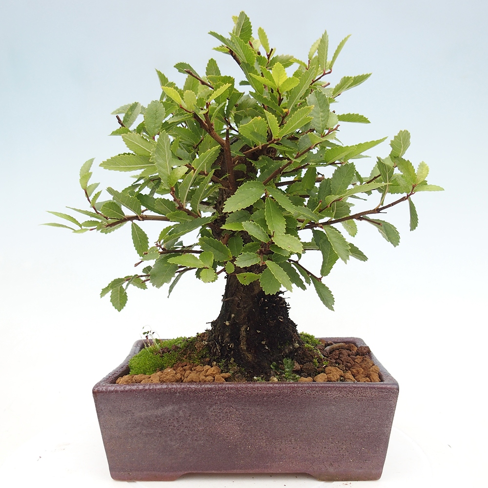 Bonsai da esterno - Zelkova - Zelkova NIRE