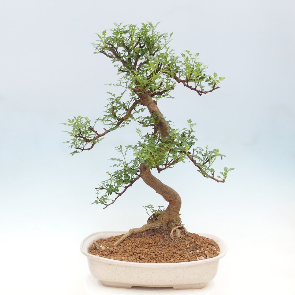 Camera bonsai - Zantoxylum piperitum - albero del pepe