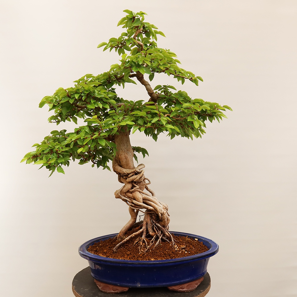 Bonsai da esterno -Carpinus Coreana - Carpino coreano