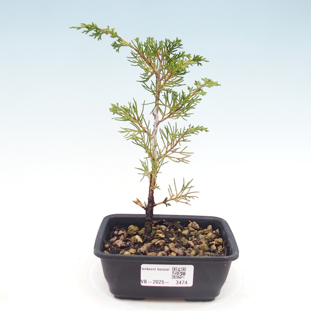 Bonsai da esterno - Juniperus chinensis Itoigawa