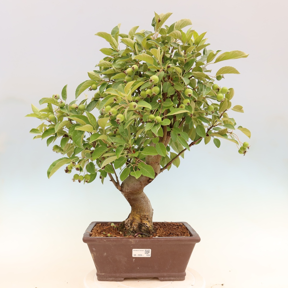 Bonsai da esterno -Malus halliana - Melo a frutto piccolo