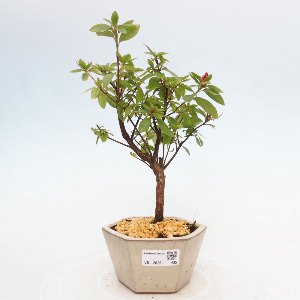 Bonsai da esterno - Azalea giapponese - Azalea sp.