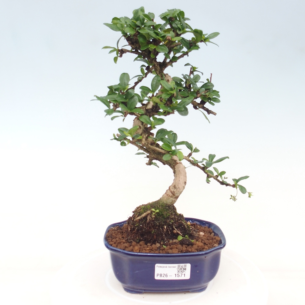 Camera bonsai - Carmona macrophylla - Tea fuki