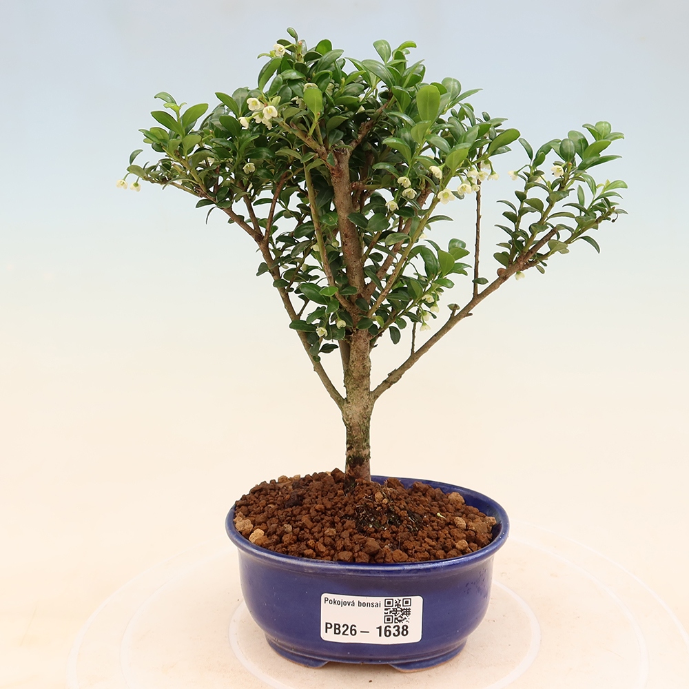 Camera bonsai - Ilex crenata - Agrifoglio