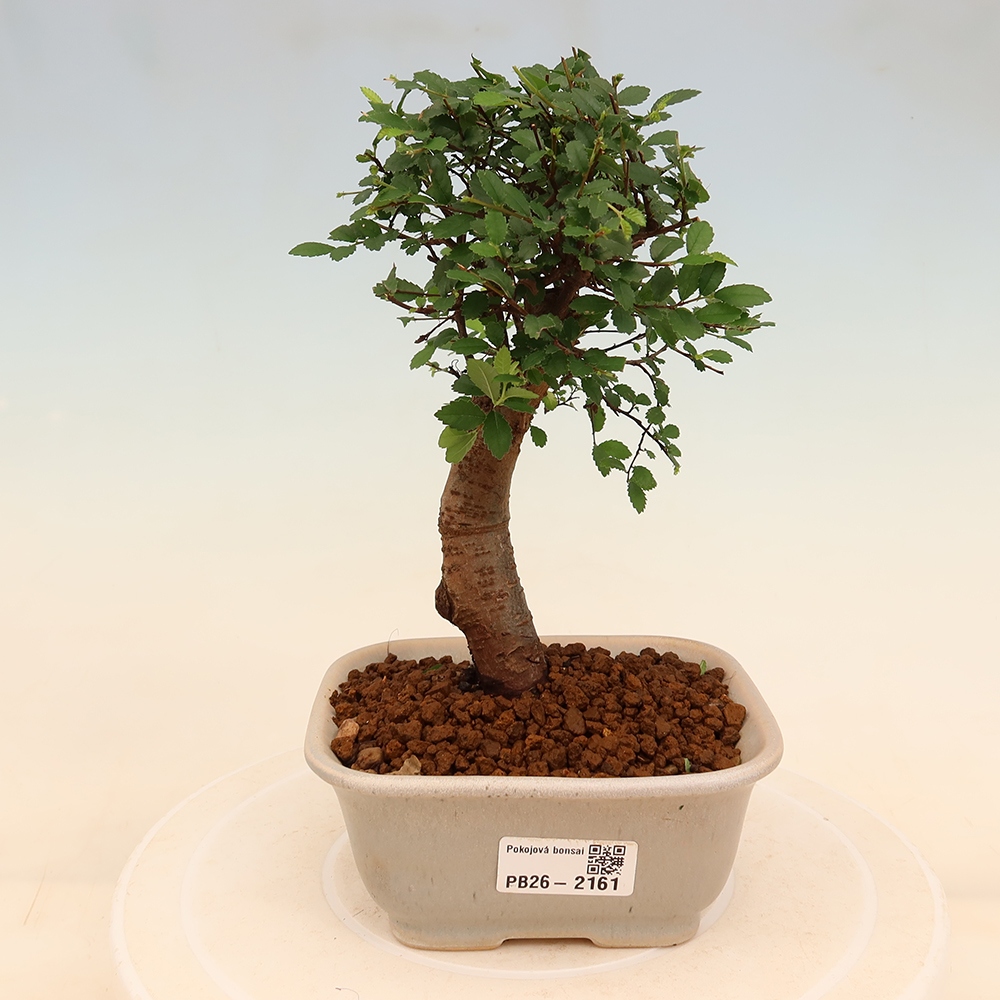 Camera bonsai - Ulmus parvifolia - Olmo a foglie piccole