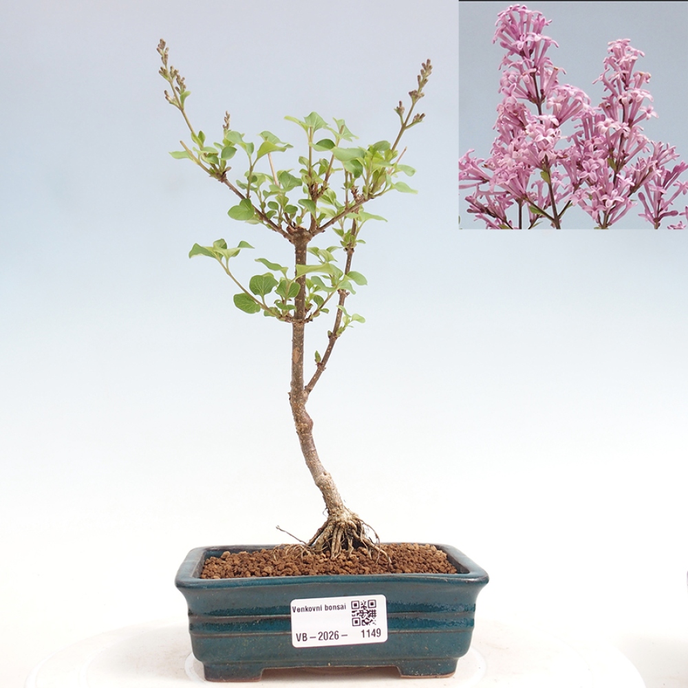 Bonsai da esterno - Syringa Meyeri Palibin - Lillà di Meyer