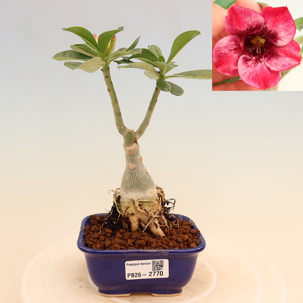 Bonsai da interno - Adenium obesum innestato Mumbai Pink Diamond  - Rosa del deserto