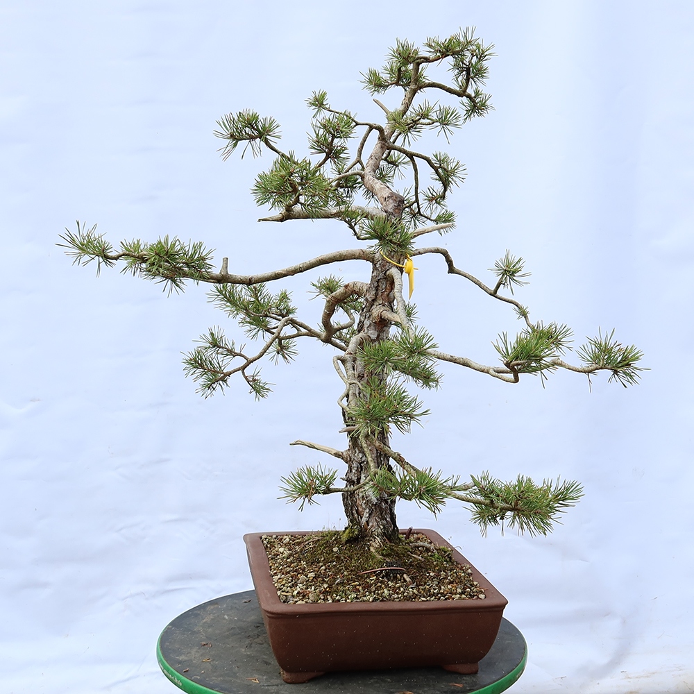 Pinus sylvestris Spagna - pino silvestre