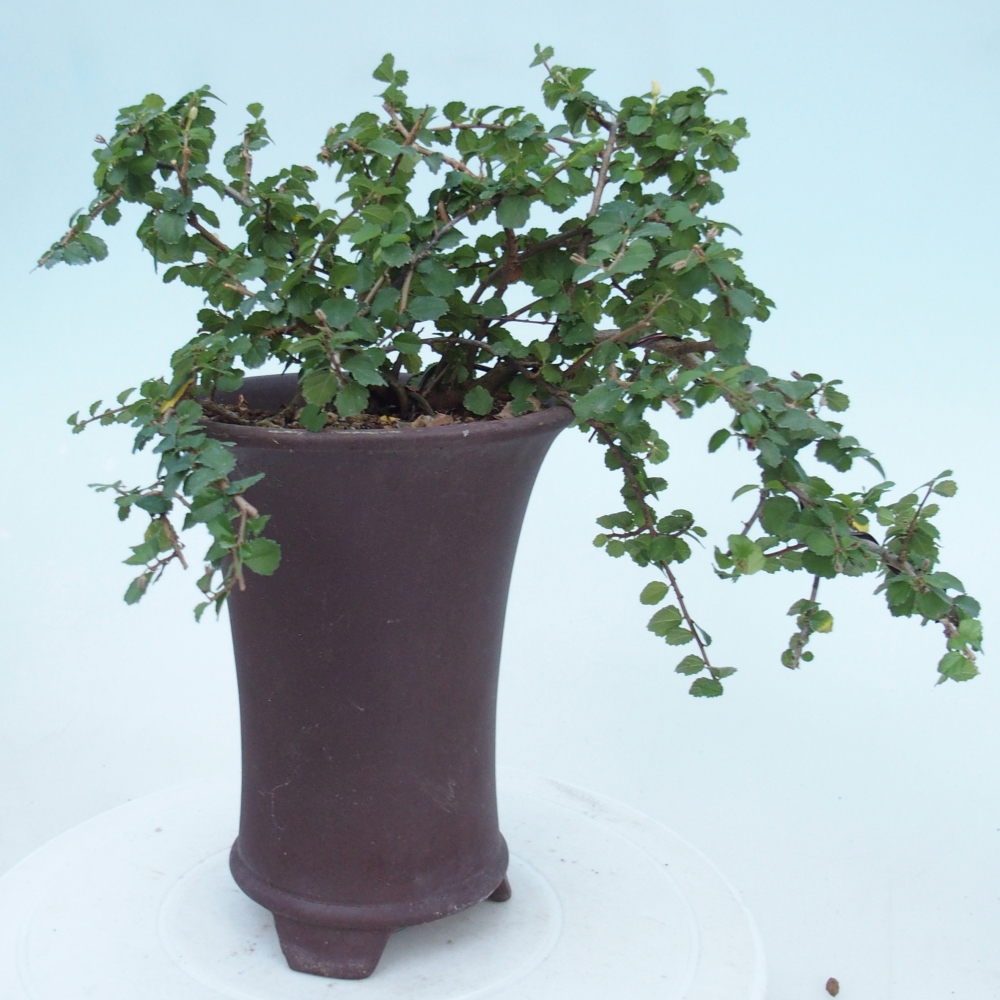 Camera bonsai - Grewia sp. - Grewia malafolia