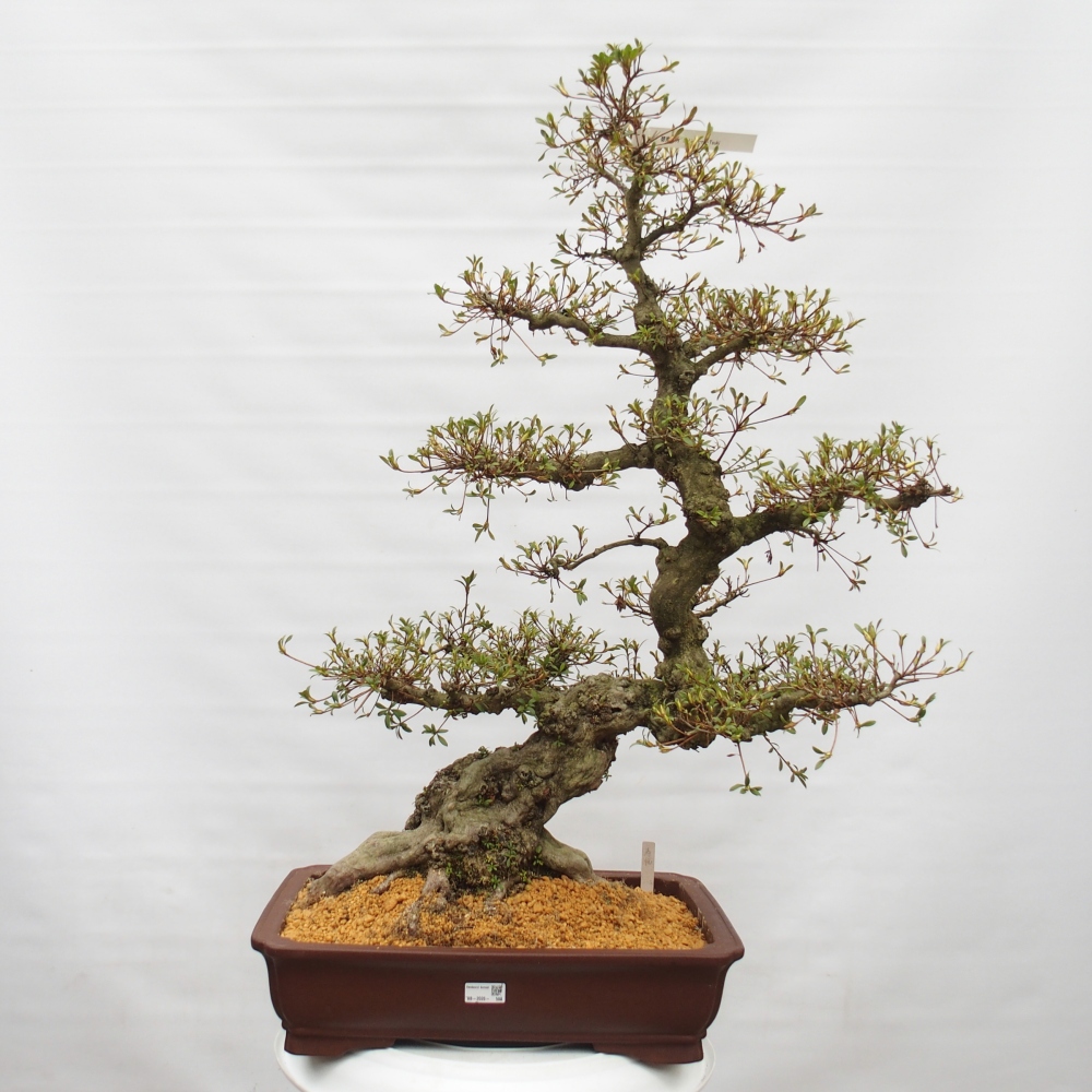 Bonsai da esterno - Azalea giapponese - Azalea Hekinan-no-Tsuki