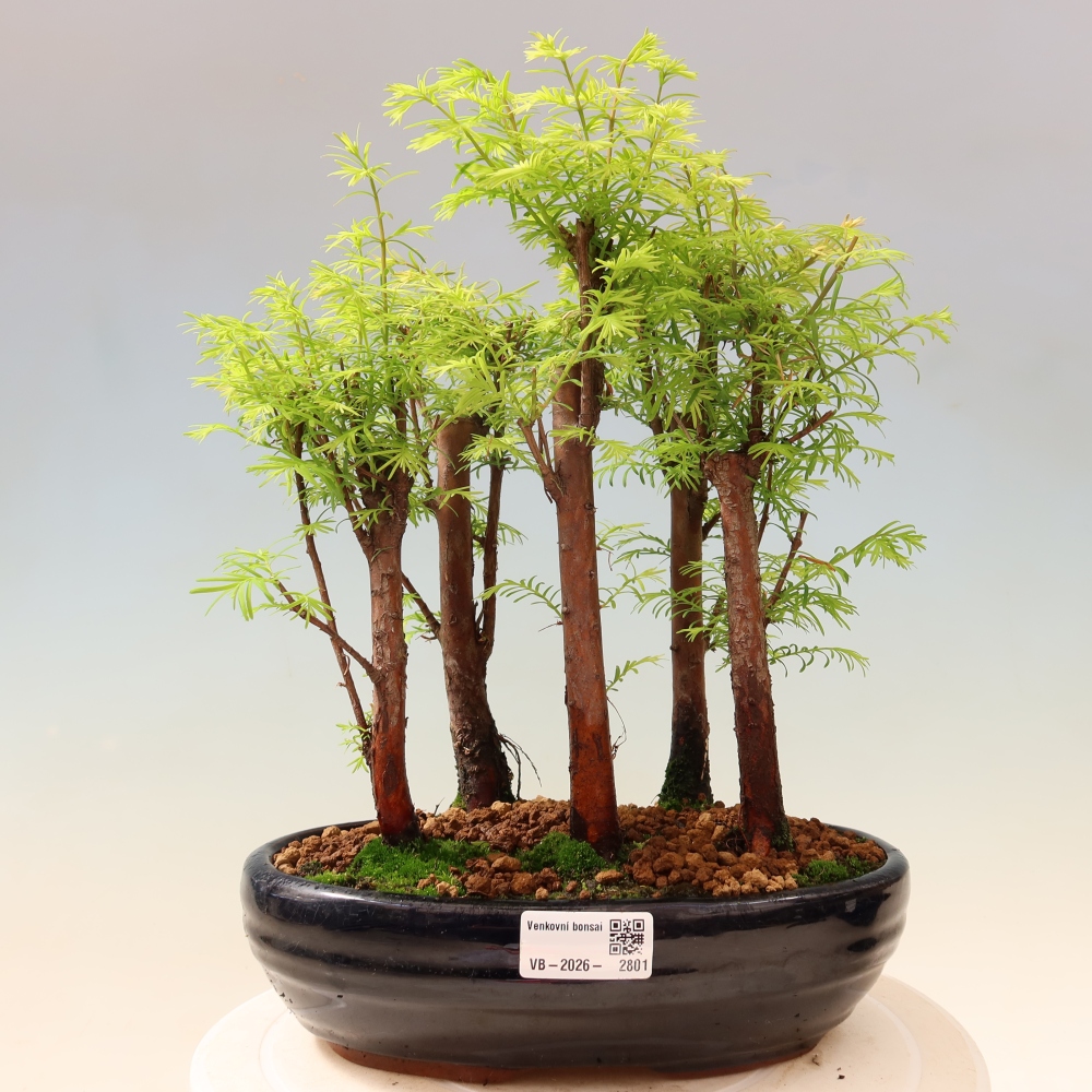 Bonsai da esterno - Metasequoia glyptostroboides - Metasequoia cinese - boschetto