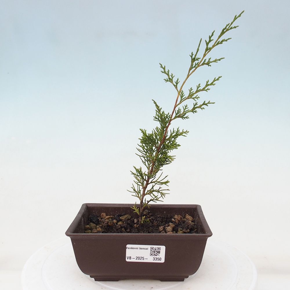 Bonsai da esterno - Juniperus chinensis Itoigawa