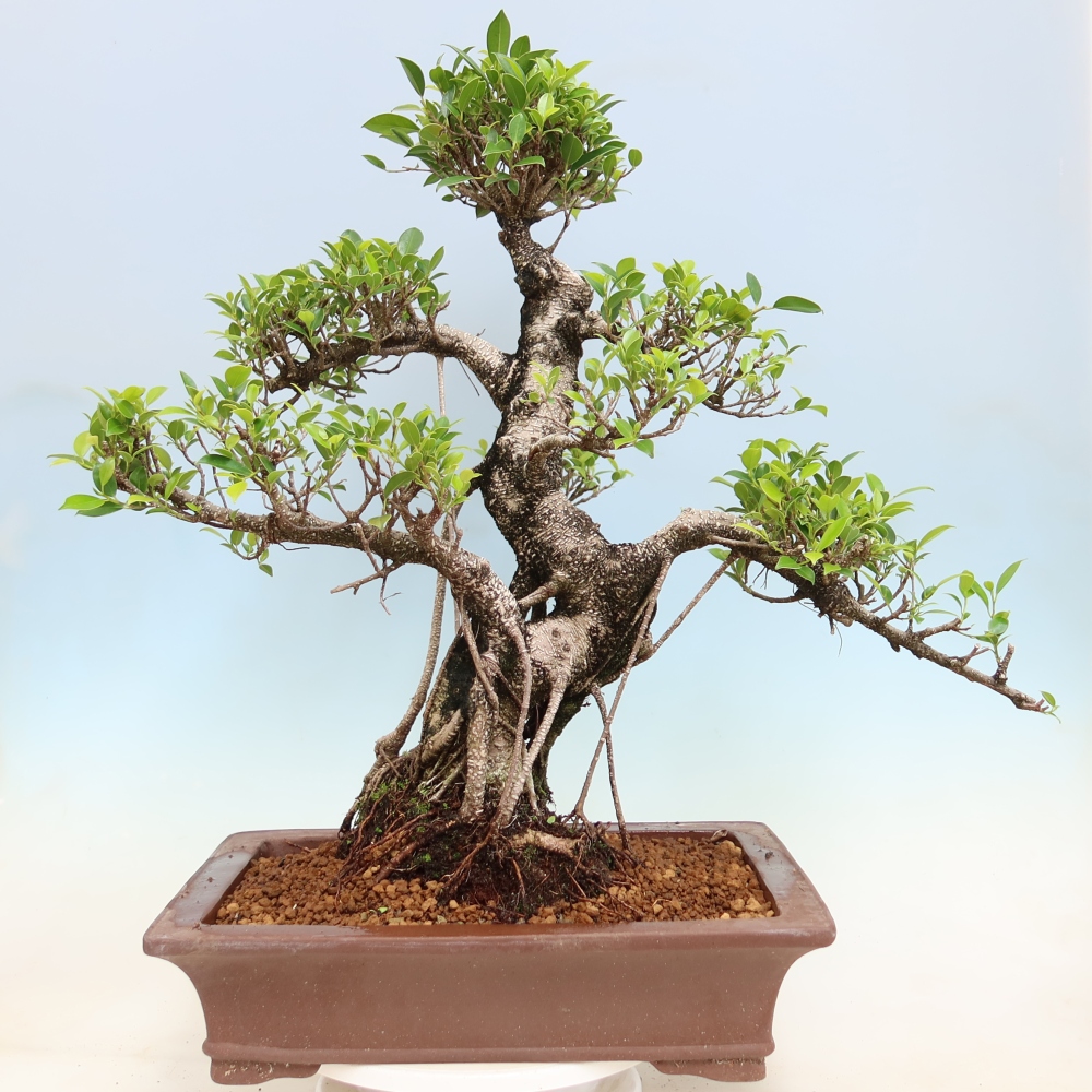 Camera bonsai - Ficus kimmen - ficus a foglie piccole