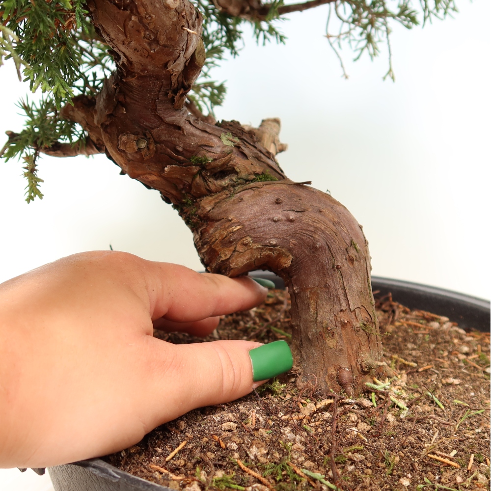 Bonsai da esterno - Juniperus chinensis Itoigawa-Juniperus chinensis