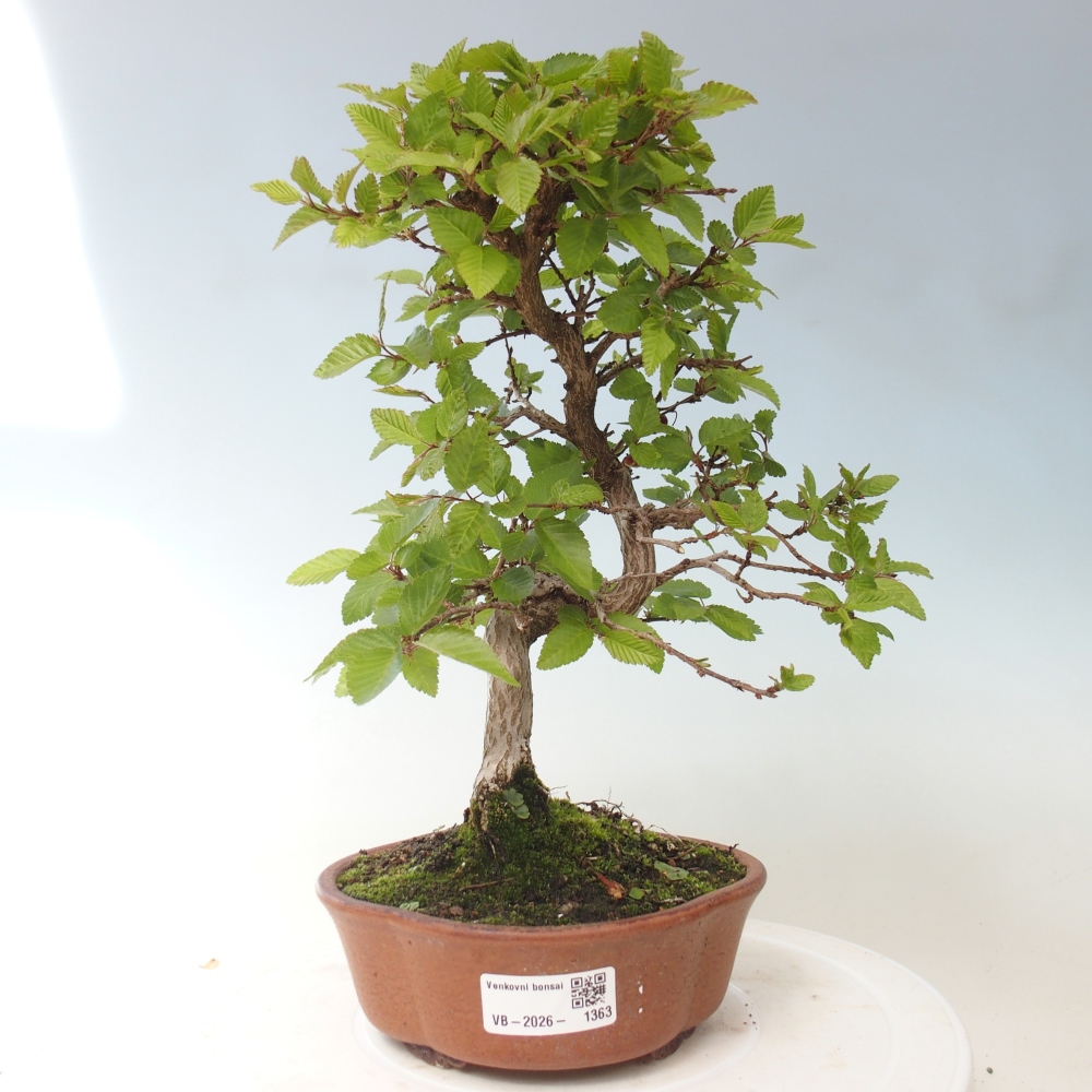 Bonsai da esterno -Carpinus CARPINOIDES - Carpino coreano