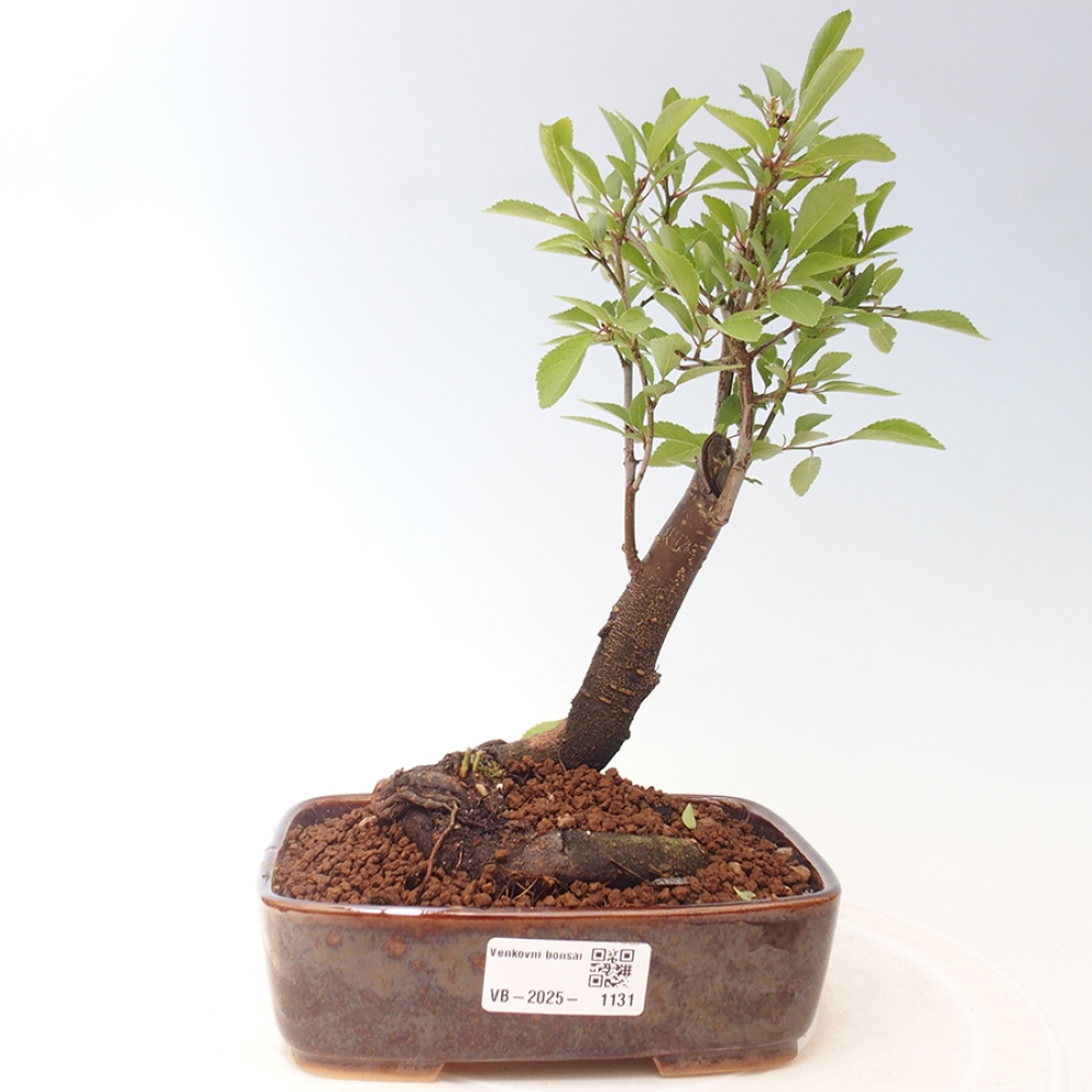 Bonsai da esterno - Prunus spinosa