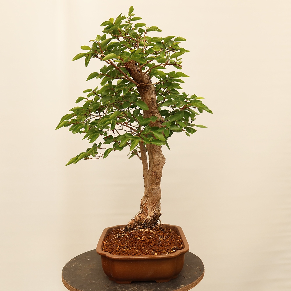 Bonsai da esterno -Carpinus Coreana - Carpino coreano