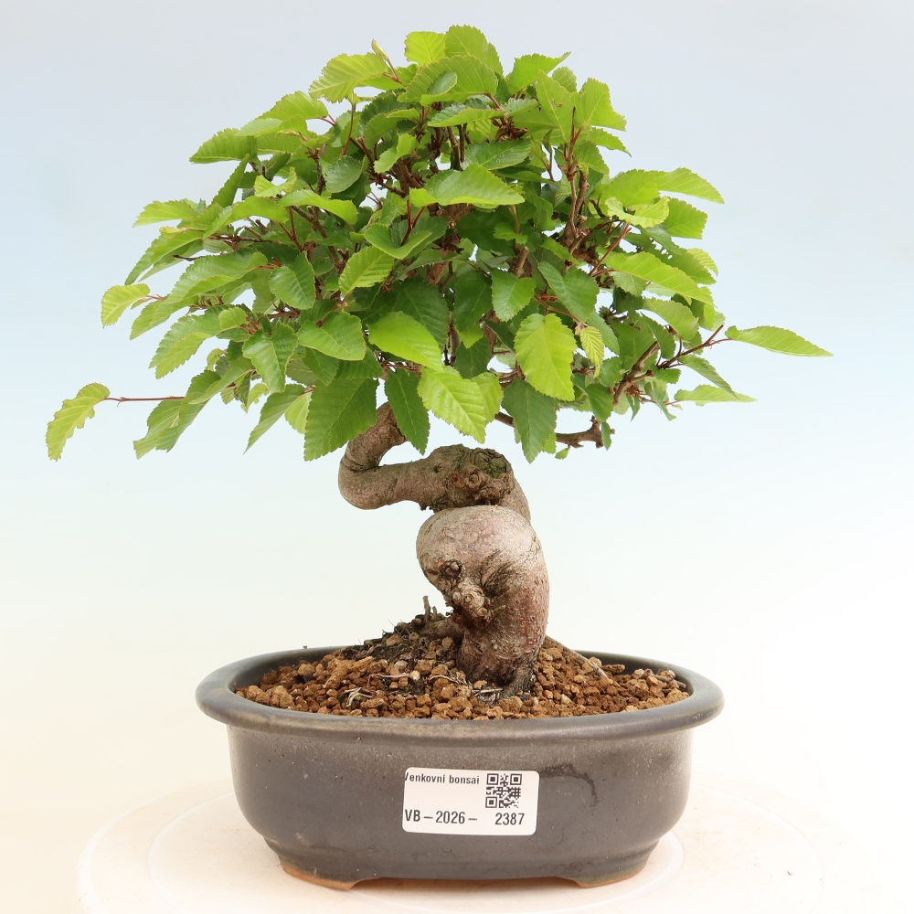 Bonsai da esterno -Carpinus Coreana - Carpino coreano