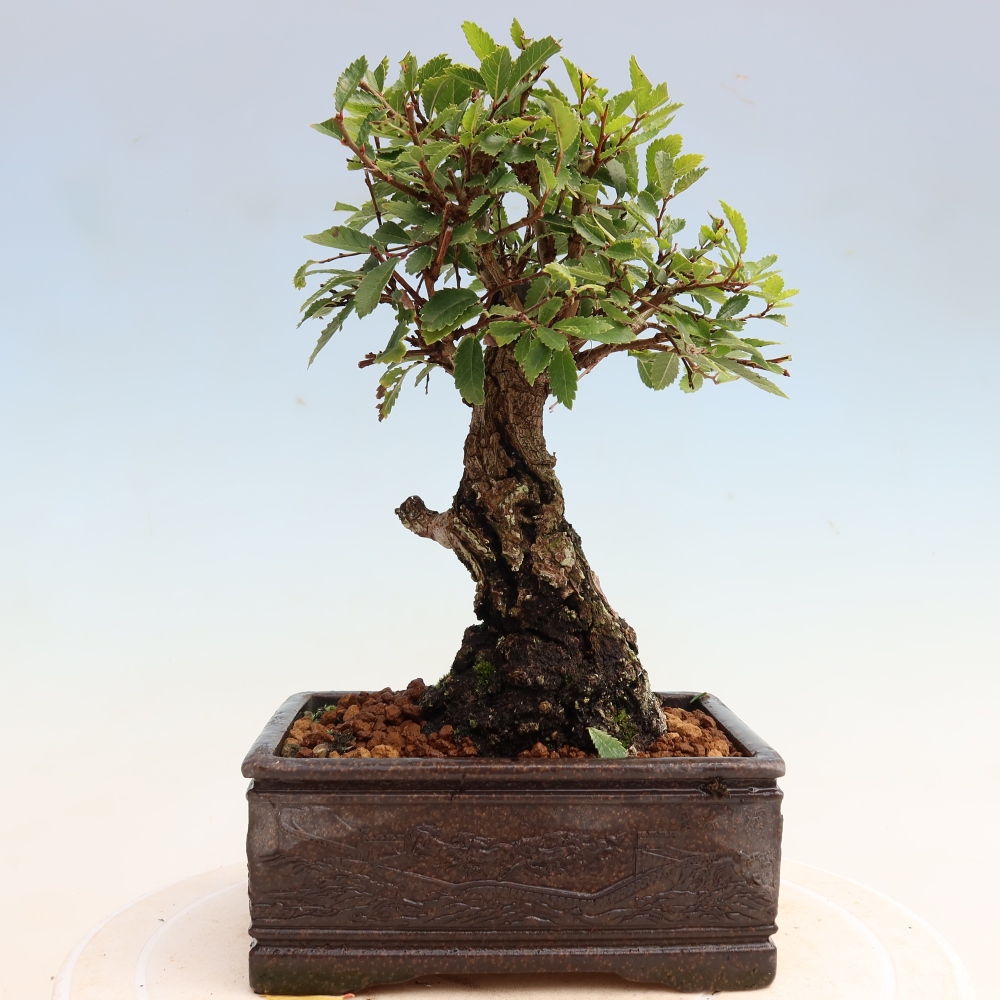 Bonsai da esterno - Zelkova - Zelkova NIRE