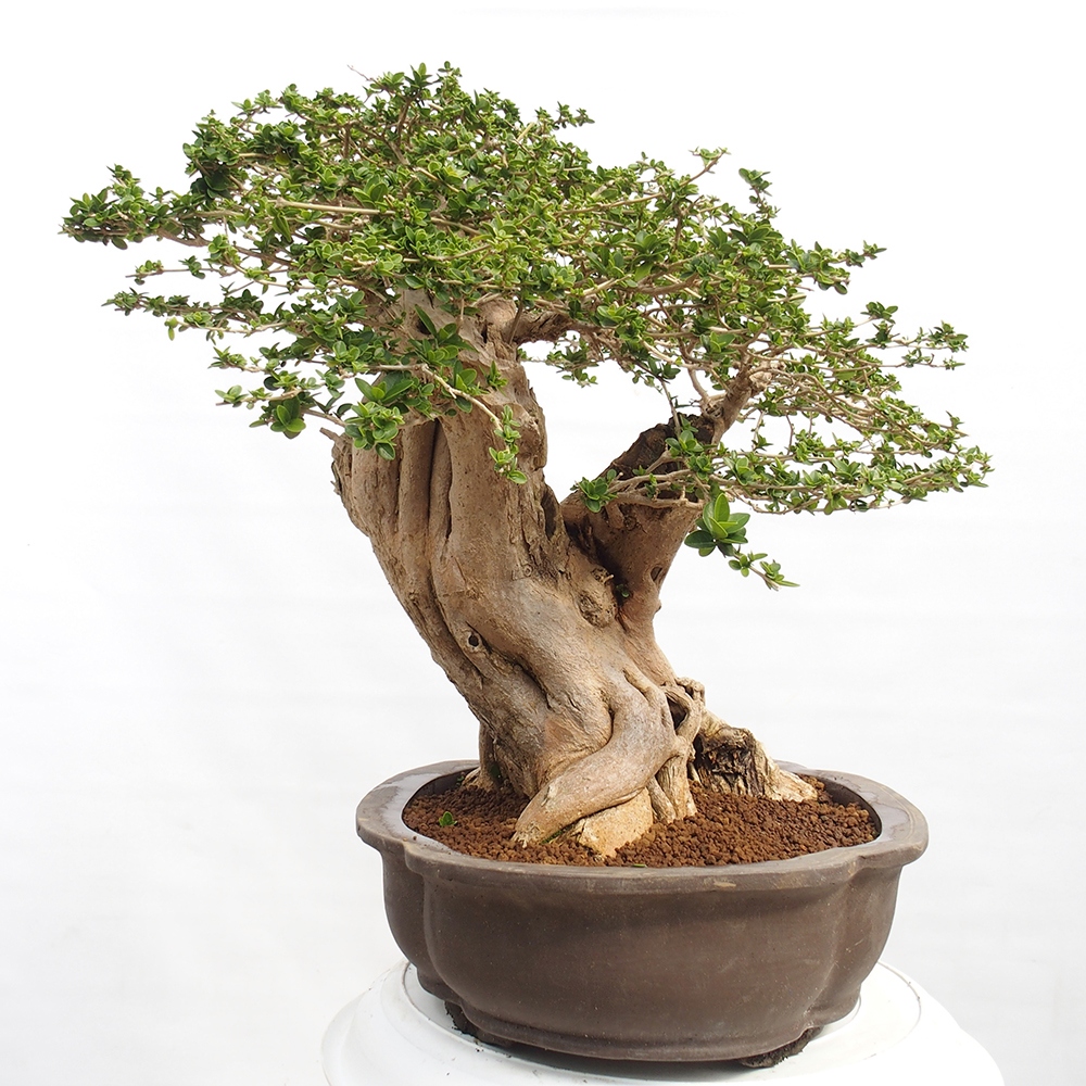 Bonsai da interno - Premna serratifolia - Kozlovna malolista