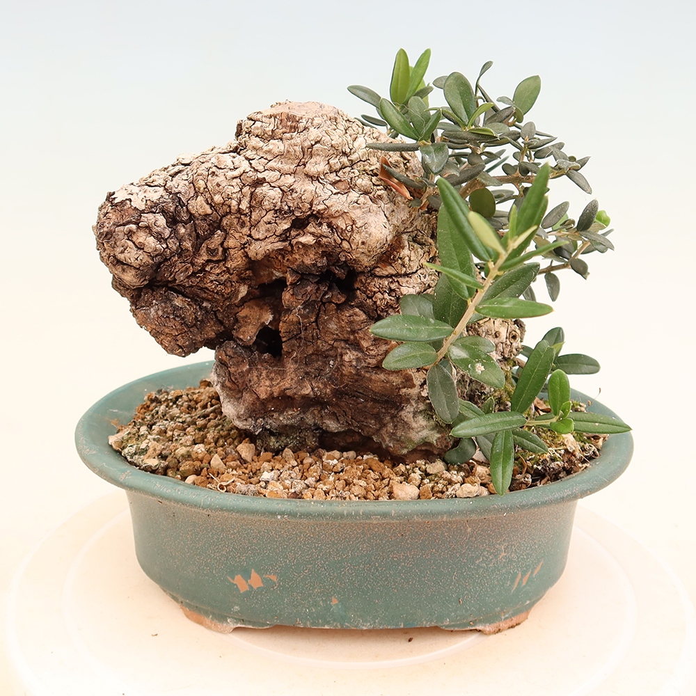 Bonsai da interno - Olea europaea sylvestris