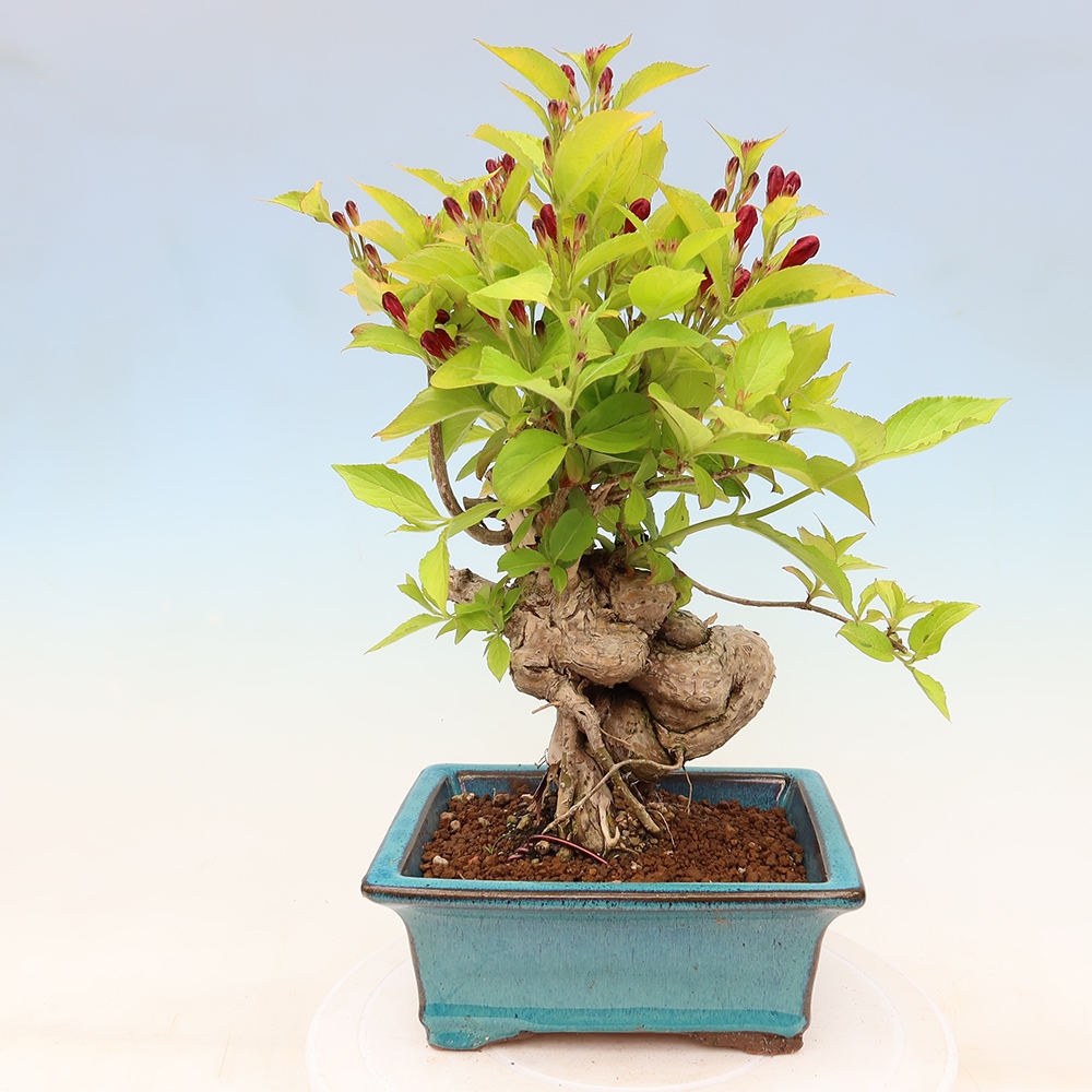 Bonsai da esterno - Weigela subsessilis - Weigela coreana
