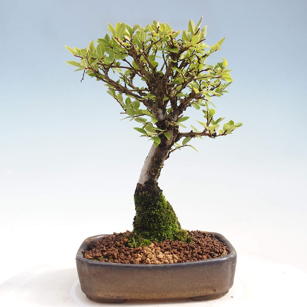 Bonsai da esterno - Zelkova - Zelkova NIRE