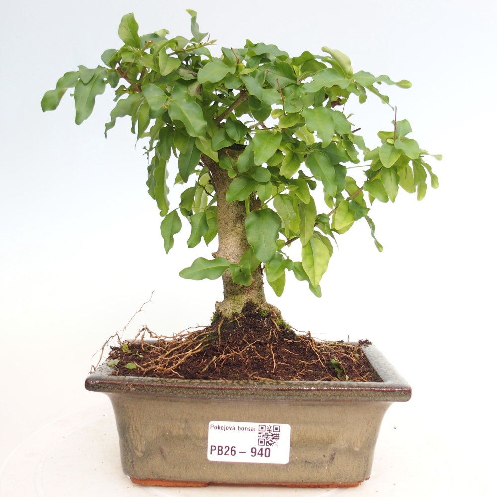 Camera bonsai -Ligustrum chinensis - Becco d'uccello