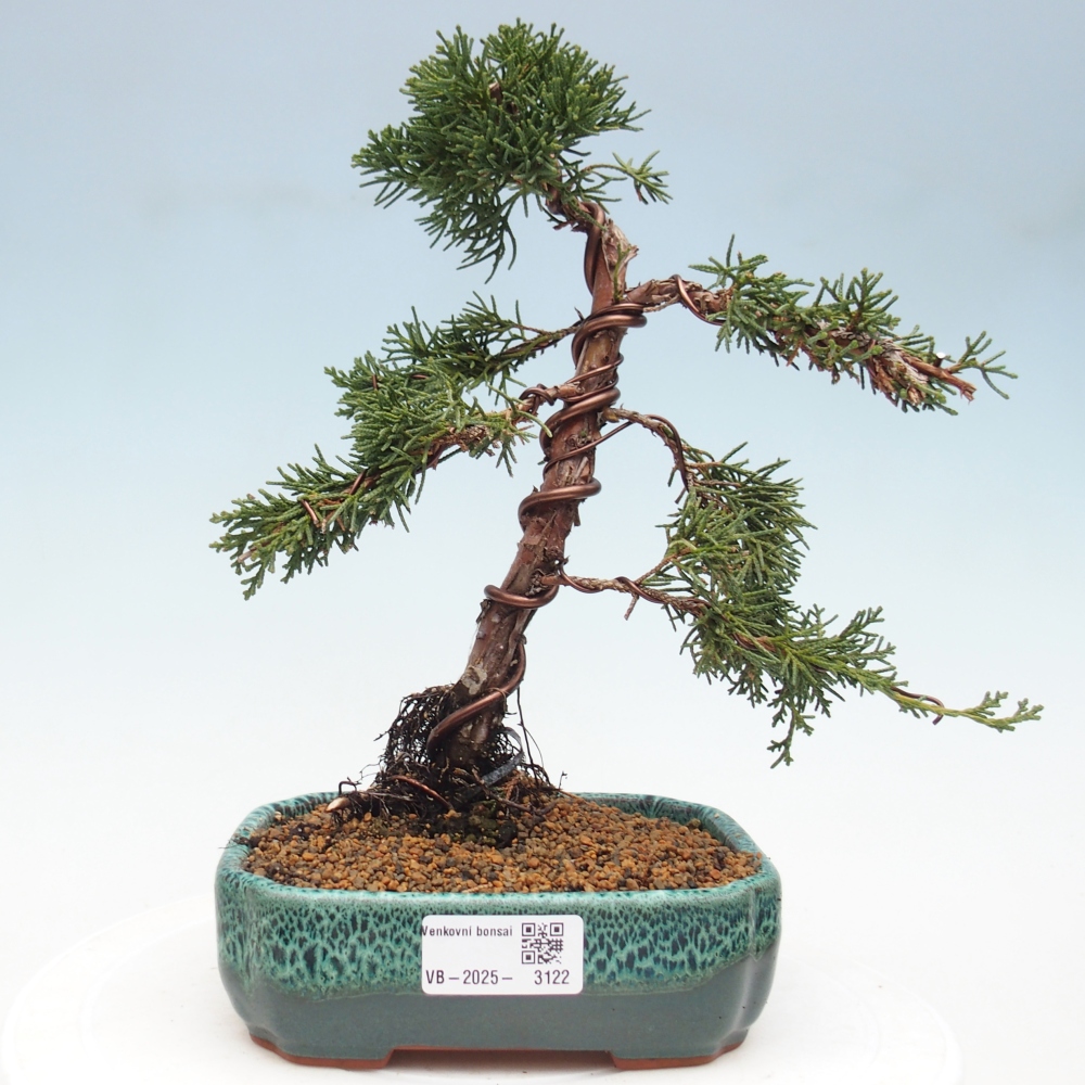 Bonsai da esterno - Juniperus chinensis Kishu