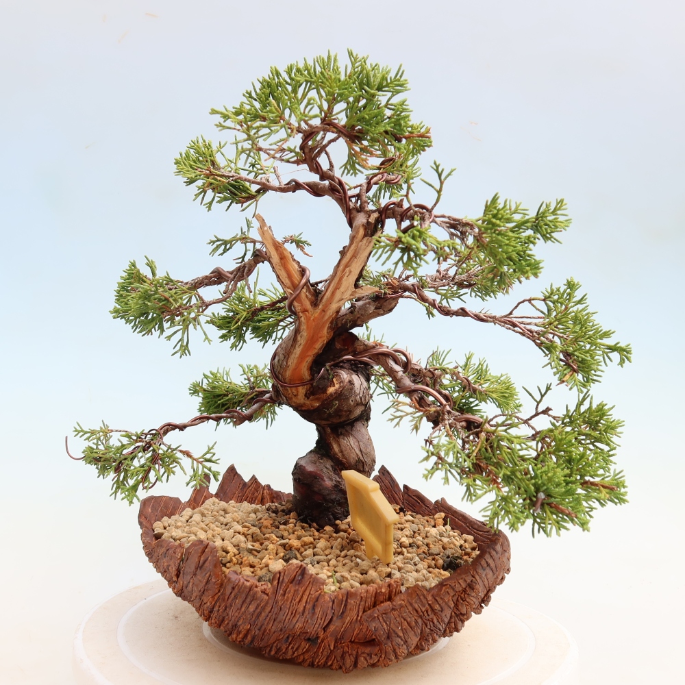 Bonsai da esterno - Juniperus chinensis Itoigawa-Juniperus chinensis