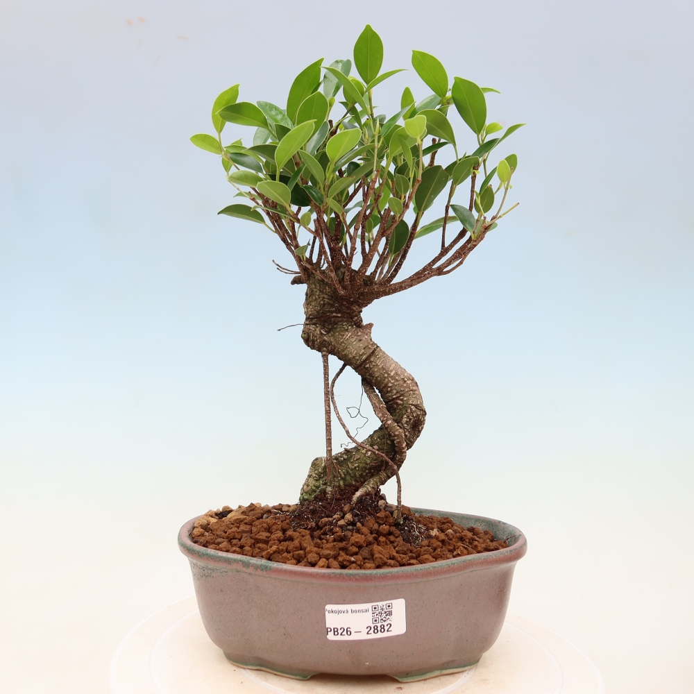 Camera bonsai - Ficus kimmen - ficus a foglie piccole