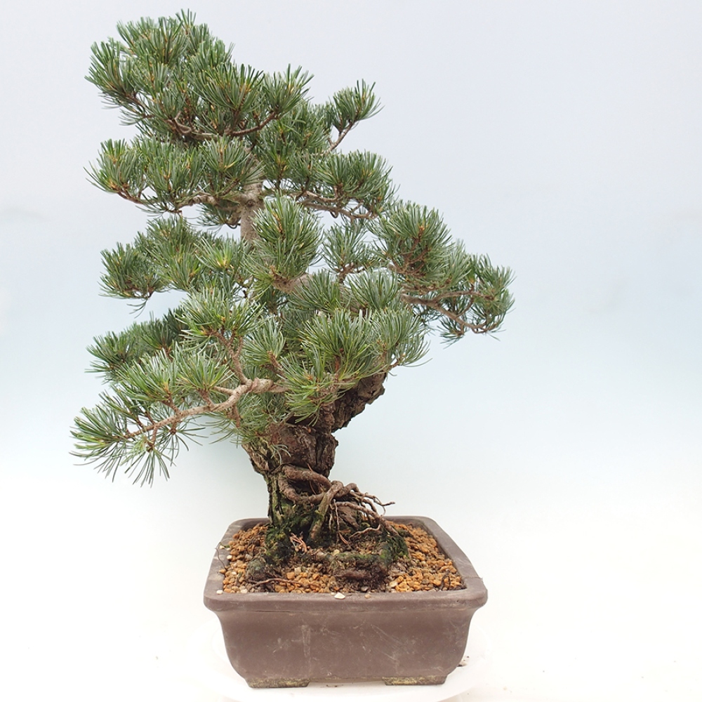 Bonsai da esterno - Pinus parviflora - Pinus parviflora