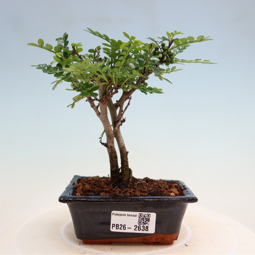 Camera bonsai - Zantoxylum piperitum - albero del pepe