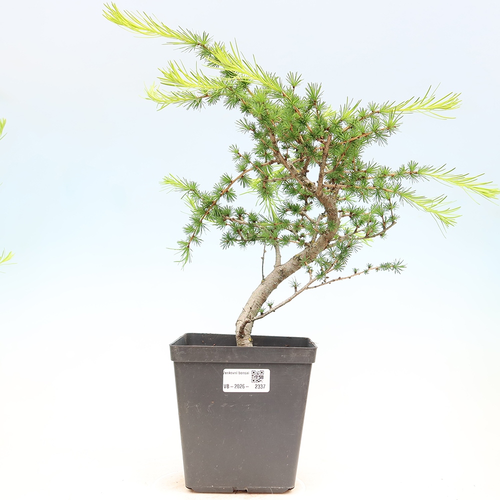 Bonsai da esterno -Larix decidua - Larice