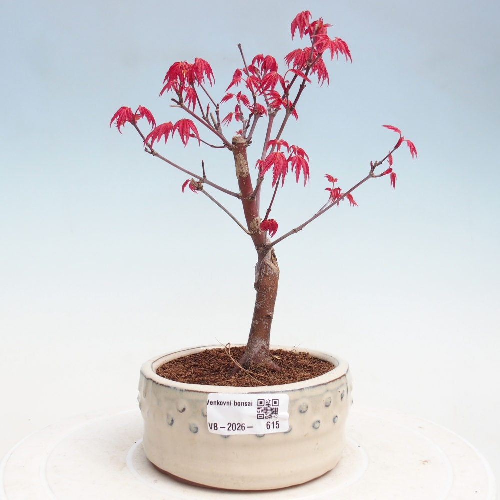 Bonsai da esterno - Acer palmatum DESHOJO