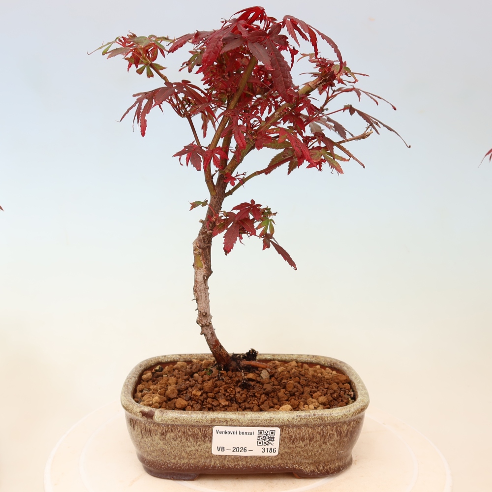 Bonsai da esterno - Acero palmatum - Acer palmatum Berry Broom 