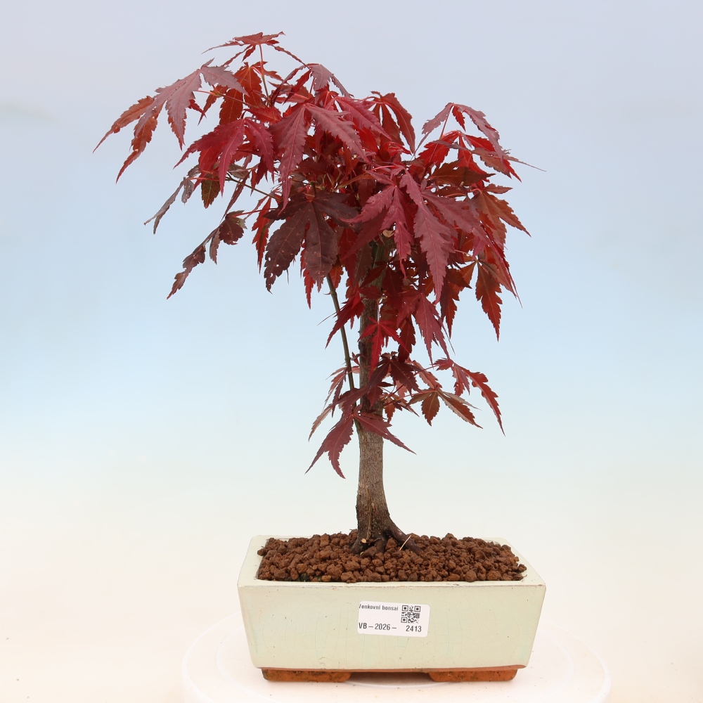 Bonsai da esterno - Palma Acer. Atropurpureum-Javor palmate