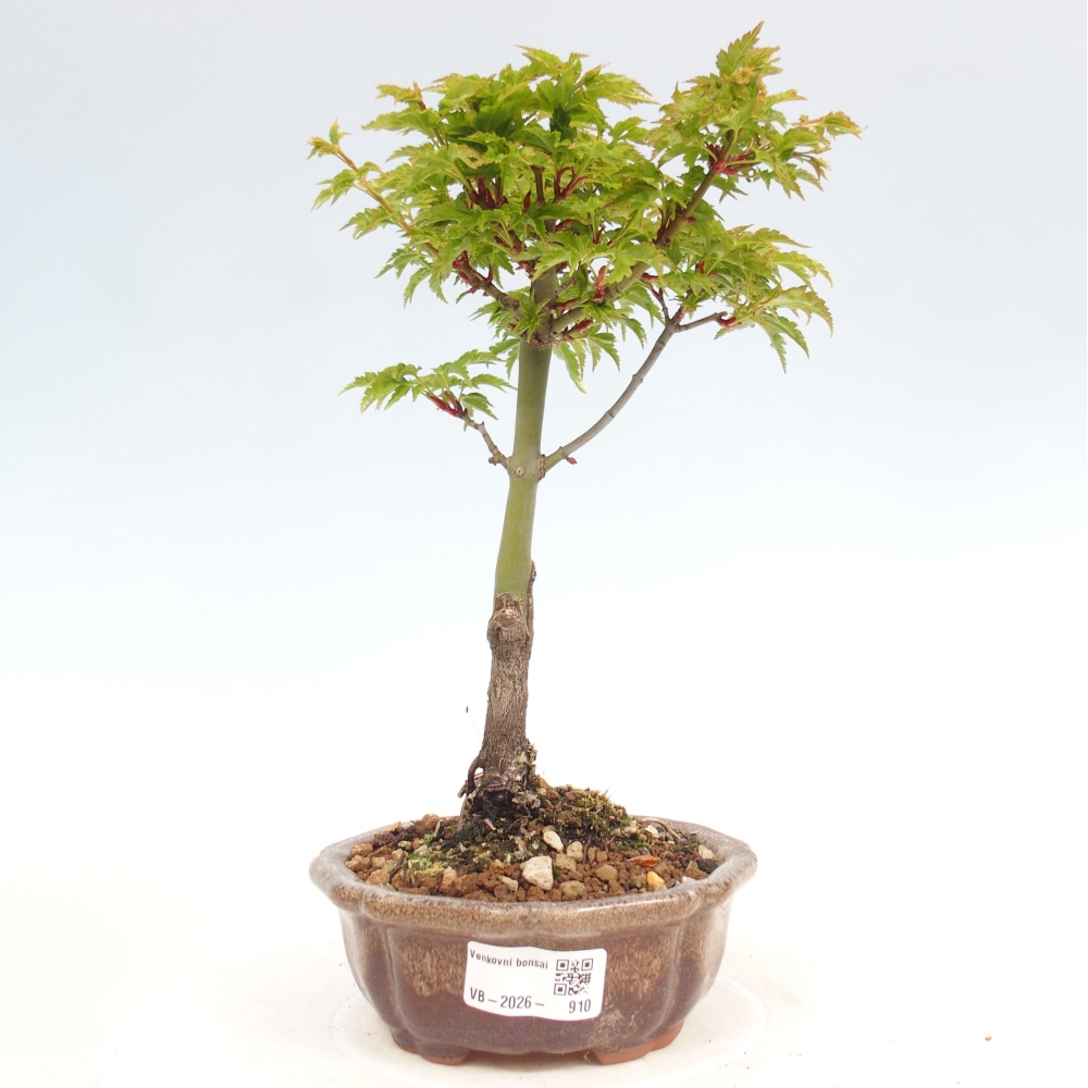 Bonsai da esterno -Javor a foglie piccole SHISHIGASHIRA