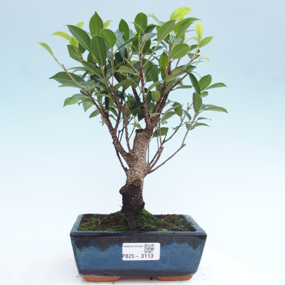 Camera bonsai - Ficus retusa - ficus a foglie piccole